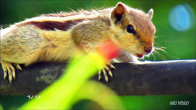 Indian Palm Squirrel beautiful sound |Hd Video|