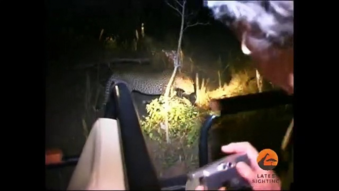 Hyenas Dominate a Leopard With a Kill - Latest Wildlife Sightings