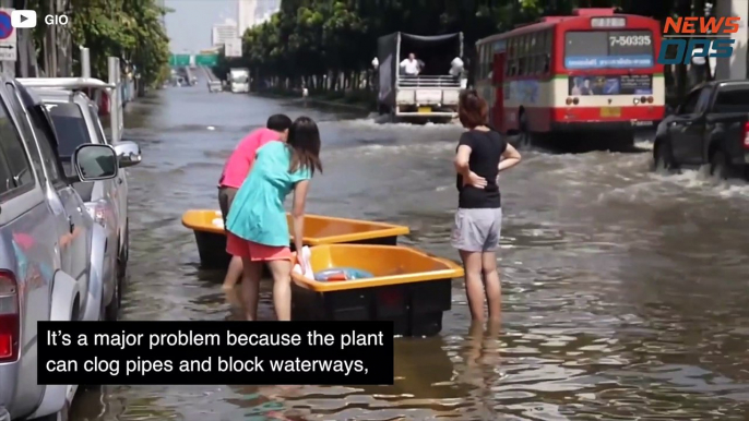 Thailand's Plant Extermination Plans The Hyacinth Plague
