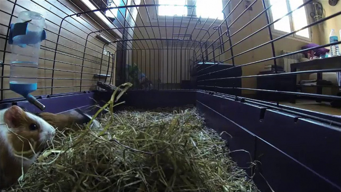 ֎ Cute Guinea Pigs in their Cage ֎ [FAST MO!] | Pet Guinea Pig Playing