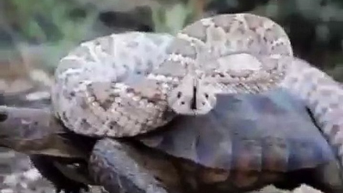 Quand un serpent se met sur une tortue pour qu'il le porte, voici ce que ça donne. Hilarant !