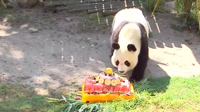 Chulina celebra su tercer cumpleaños