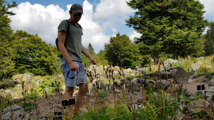 Les plantes montagnardes du Jardin alpin du Haut Chitelet (Hautes Vosges) souffrent de la chaleur et de la sécheresse