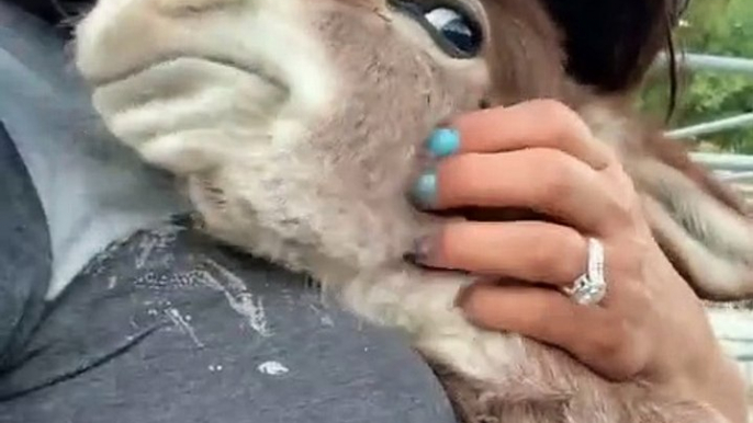 Adorable Donkey Loves Cuddles