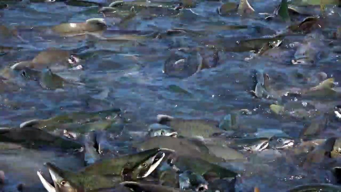 Des millions de saumons envahissent les rivières d'Alaska. Impressionnant