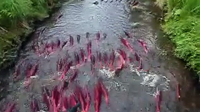 Des centaines de saumons remontent une toute petite rivière. Impressionnant