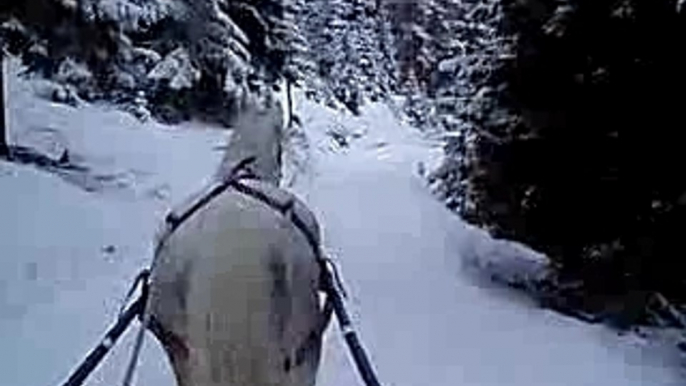 Ski joering camera embarqué