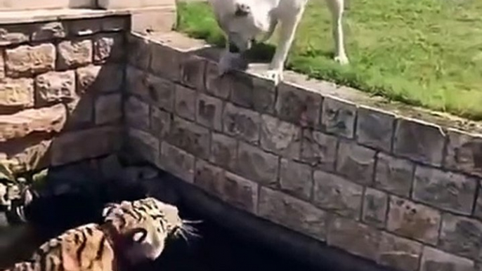 Ce chien veut à tout prix jouer avec un tigre