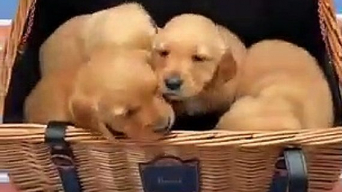 Ils sont trop adorables ! Regardez comment ces chiots mangent leur goutter