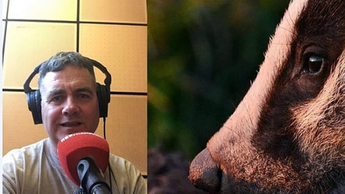 BBC Radio 4 World at One 9Sep19 - badger cull