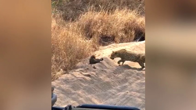 Une mère léopard s'occupe de ses petits sous le regard amusé des touristes !