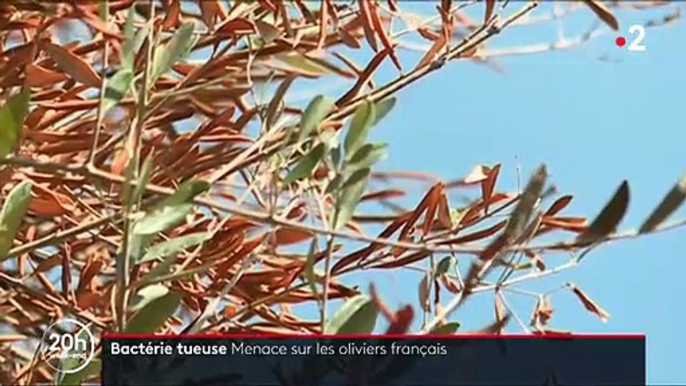 La bactérie "tueuse d'oliviers" détectée pour la première fois sur deux arbres dans les Alpes-Maritimes