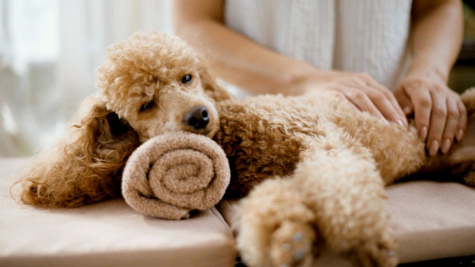 7 Luxurious Dog-Friendly Hotels