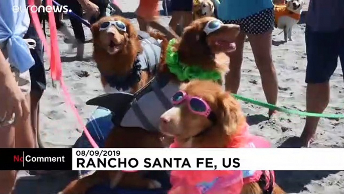 Surfing dogs hit the waves in California