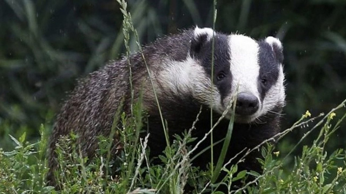 BBC Radio 4_ Farming Today 9Sep19 - badger cull