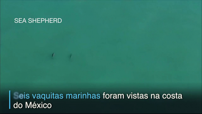 Cientistas encontram seis vaquitas marinhas