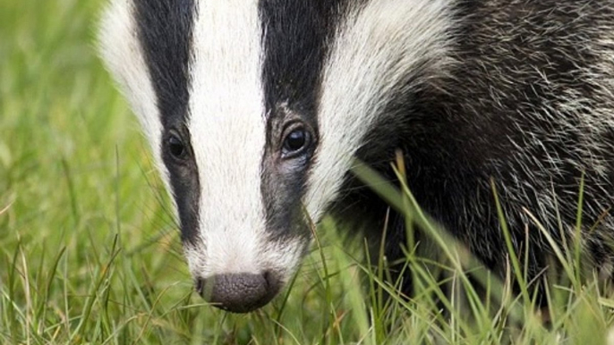 BBC Radio 4_ Farming Today 12Sep19 - badger cull