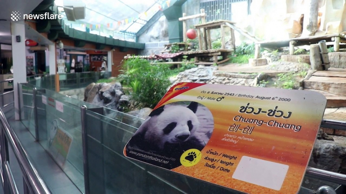 Sombre scenes at Thai zoo where panda died aged 19 'from old age or choking on food'