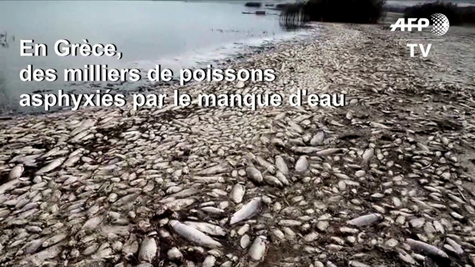 Grèce: des milliers de poissons asphyxiés dans un lac pour cause de sécheresse