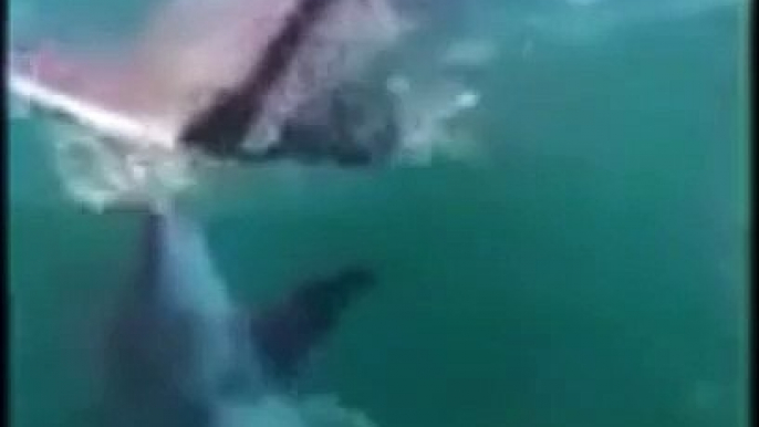 Un requin marteau vient dévorer la prise d'un pêcheur sous ses yeux