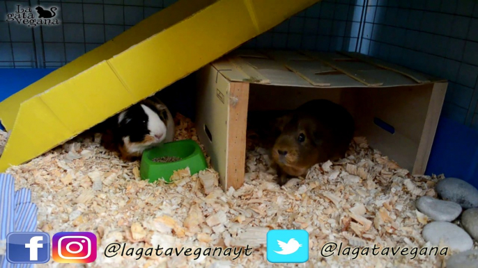 ROOM TOUR JAULA COBAYAS CYC DE 3 PISOS AGOSTO 2019 | GUINEA PIGS CAGE TOUR | LA GATA VEGANA | CUYOS