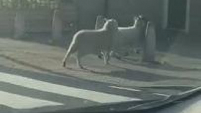 Watch the hilarious moment traffic stops for SHEEP using zebra crossing