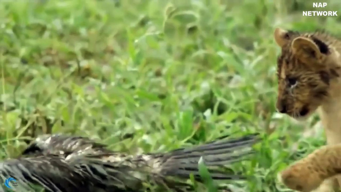 Family Lion attack Eagle protect Baby, The salvation of The Lord for Lion Cub - Eagle failed