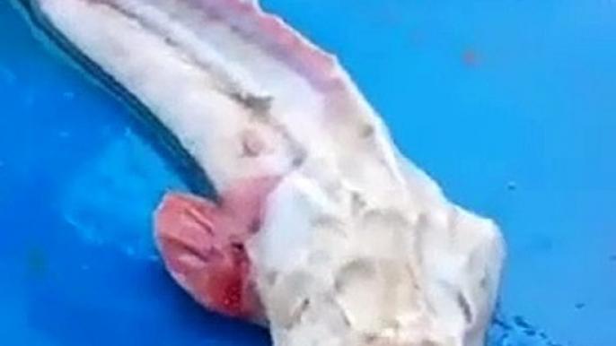 Ce poisson que ce pecheur vient d'attraper est terrifiant