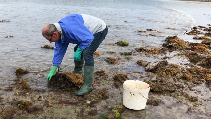 Grandes marées. Thierry, passionné de pêche à pied