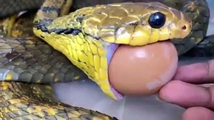 Impressionnant ce serpent gobe un oeuf entier !