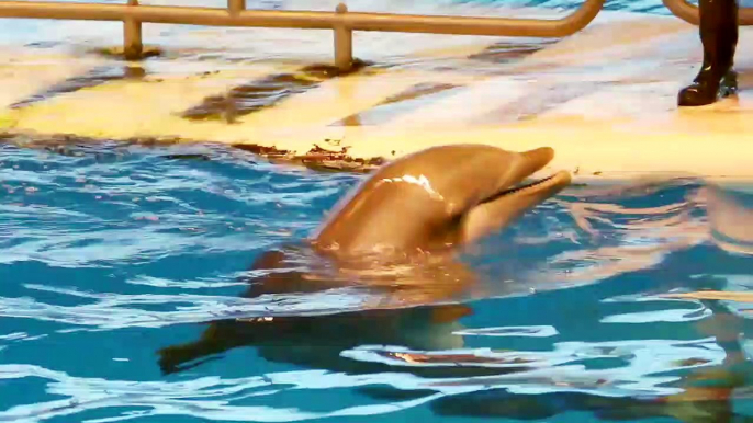 TripAdvisor To Stop Selling Tickets To Attractions That Breed Captive Dolphins And Whales