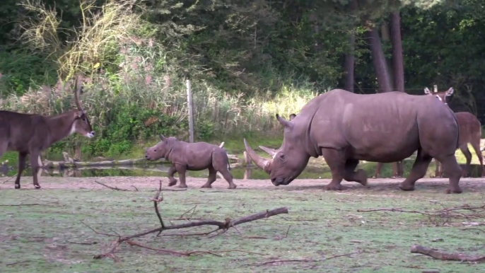 Ce bébé rhinocéros découvre la vie et va voir chaque animal du zoo