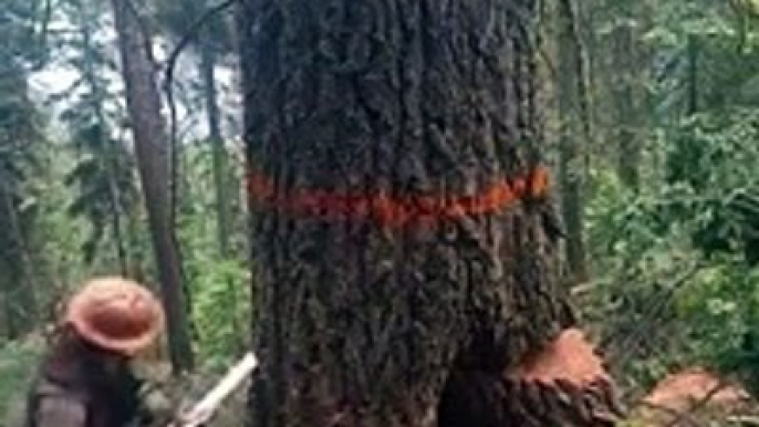 Ce bucheron scie un arbre pourri et va avoir très chaud... Chanceux