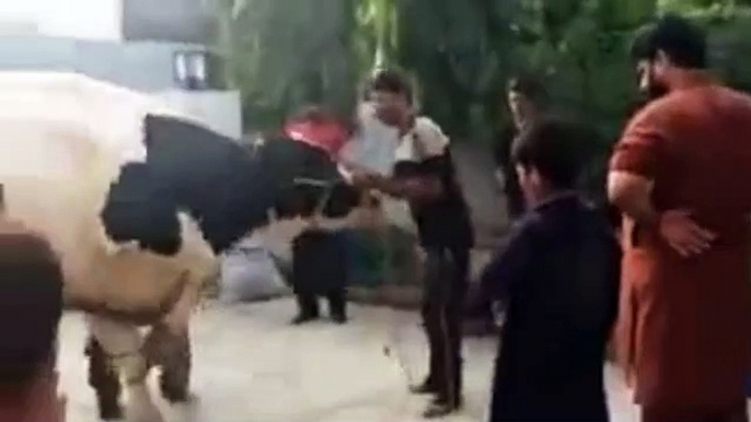 EID UL ADHA 2019 - BAKRA EID PAKISTAN Beautiful Bulls For Qurbani 2019 In Karachi