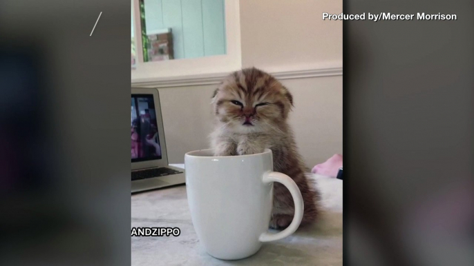 What’s New, Sleepy Cat? Footage Shows Cute Kitty Perched on Coffee Mug About to Fall Asleep!