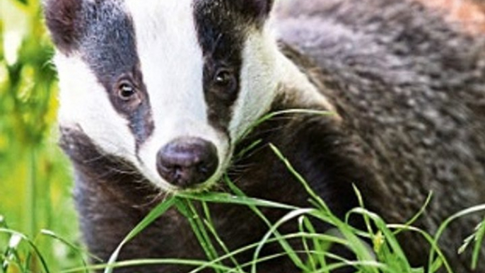 TalkRadio with Matthew Wright 9Oct19 - Dominic Dyer & Matthew discuss the badger cull