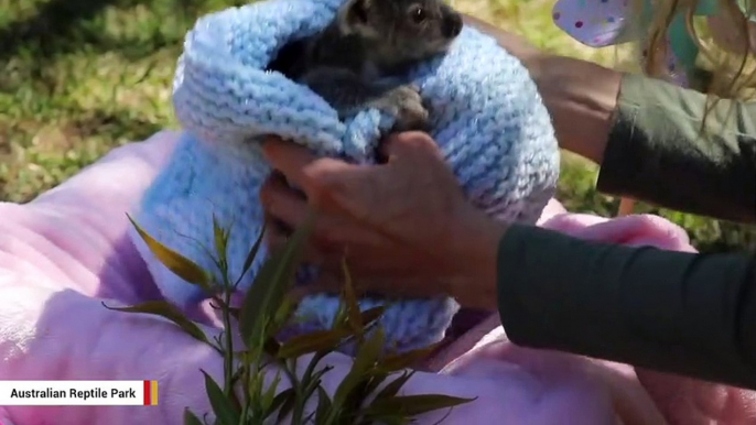 Adorable Koala Joey Goes Viral