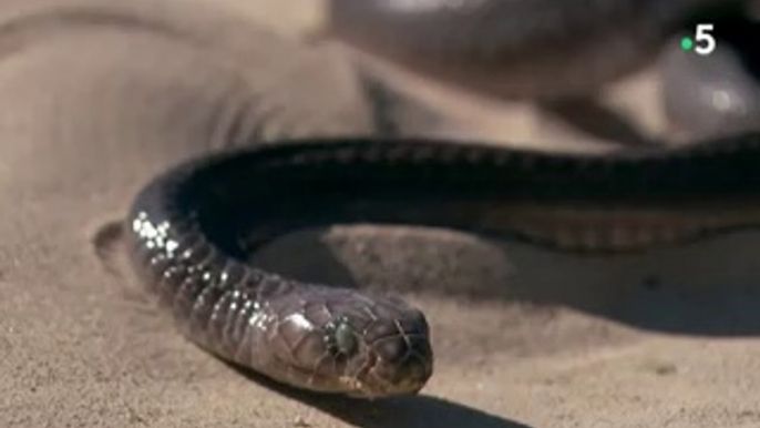 LES SERPENTS LES PLUS BIZARRES DU MONDE, DONT VOUS N’AVEZ JAMAIS ENTENDU PARLER