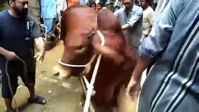 EID UL ADHA 2019 - BAKRA EID PAKISTAN Beautiful Bulls For Qurbani 2019 In Karachi