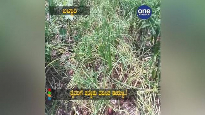 Onion Brings Tears To Farmers|Oneindia Kannada