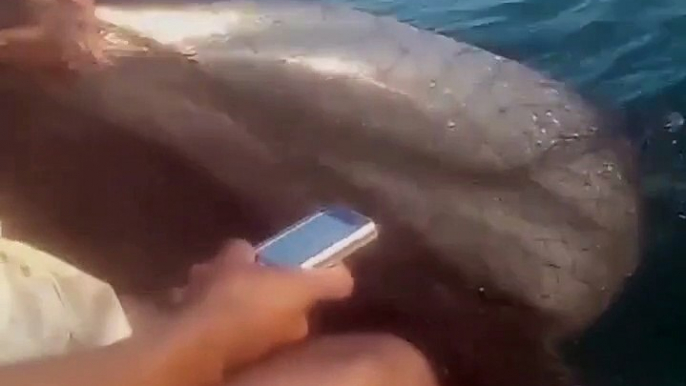 Des pêcheurs sauvent un dauphin piégé dans leur filet