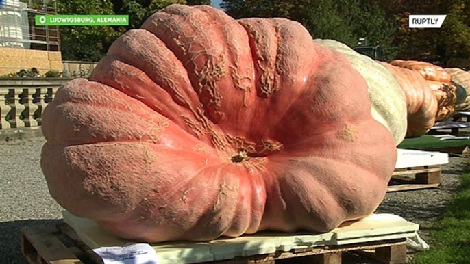 Alemania: Calabaza de más de una tonelada gana el primer premio en concurso de Ludwigsburg