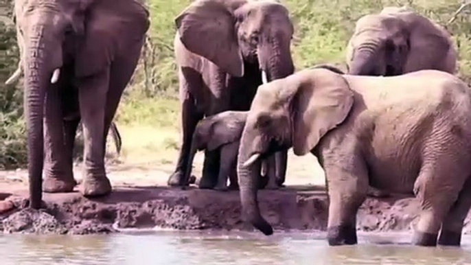 Amazing Elephant Rescue Crocodile From Hippo   Elephants rescue Elephants from Animal Attack