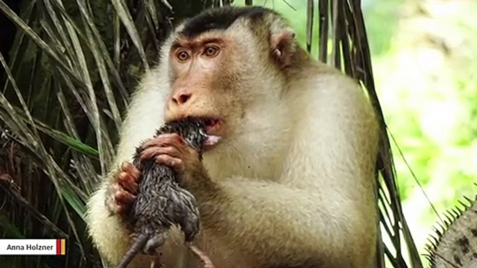 Macaques Are Killing Thousands Of Rats And Palm Oil Farmers Are Delighted