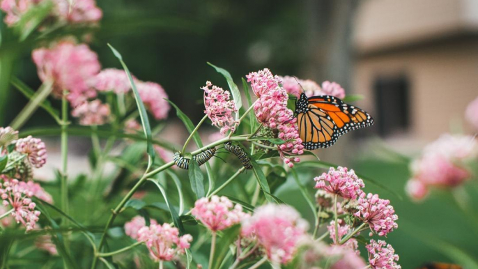 Extra-Large Migration of Monarch Butterflies Fluttering Through Texas