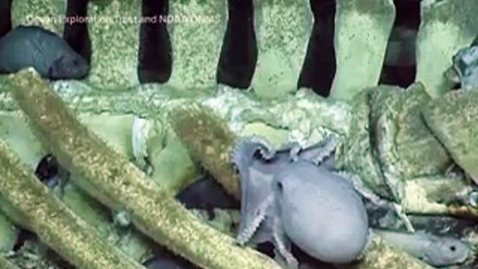 Deep-sea explorers discovered creatures at the bottom of the ocean feasting on decaying whales