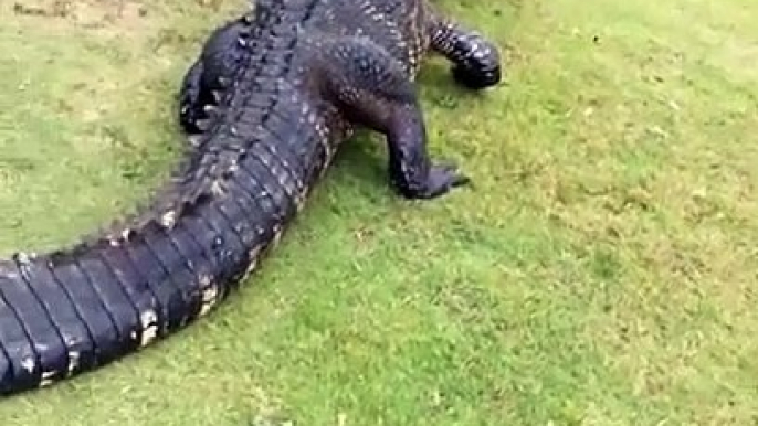 Face à face impressionnant entre 2 alligators sur un terrain de golf