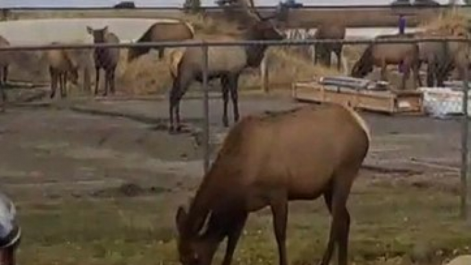 Elk Herd Passes Through Parking Lot