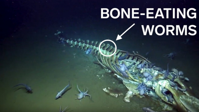 Deep-sea explorers discovered creatures at the bottom of the ocean feasting on decaying whales