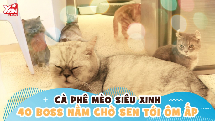 CÀ PHÊ MÈO SIÊU XINH 40 BOSS NẰM CHỜ SEN TỚI ÔM ẤP II YANNEWS